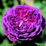 Reine des Violettes Rose